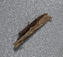 Hypatima spathota