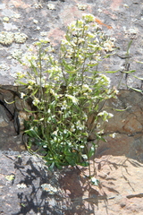 Draba siliquosa