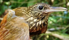 Xiphorhynchus ocellatus chunchotambo