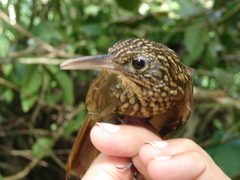 Xiphorhynchus ocellatus chunchotambo