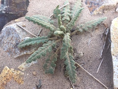 Phacelia