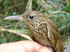 Xiphorhynchus ocellatus chunchotambo