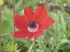 Anemone coronaria