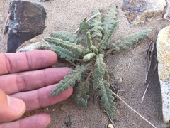 Phacelia