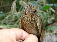 Xiphorhynchus ocellatus chunchotambo