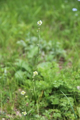 Draba stylaris