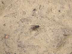 Limnophora obsignata