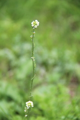 Draba stylaris