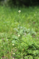 Draba stylaris