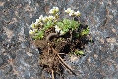 Draba supranivalis