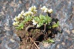 Draba supranivalis