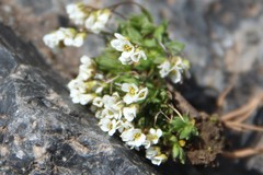 Draba supranivalis