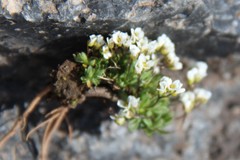Draba supranivalis
