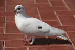 Columba livia domestica