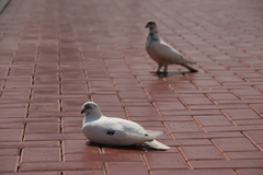 Columba livia domestica