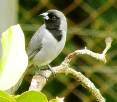 Schistochlamys melanopis