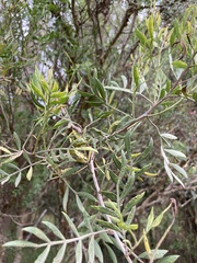 Schinus lentiscifolia