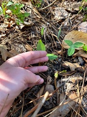 Trillium gracile