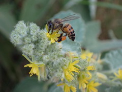 Triumfetta pilosa effusa