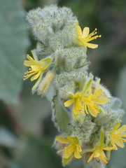 Triumfetta pilosa effusa
