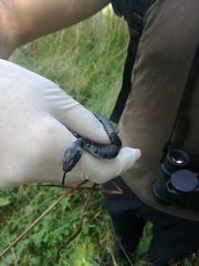Natrix helvetica sicula