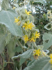 Triumfetta pilosa effusa