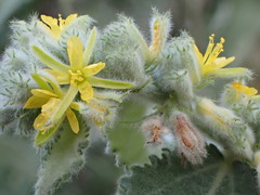 Triumfetta pilosa effusa