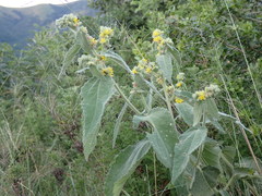 Triumfetta pilosa effusa