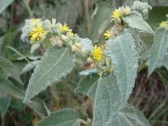 Triumfetta pilosa effusa