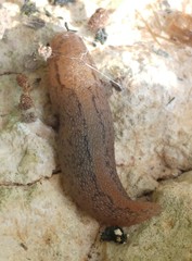 Gigantomilax eustrictus