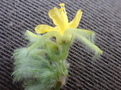 Triumfetta pilosa effusa