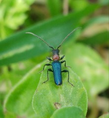 Cartallum ebulinum