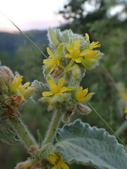Triumfetta pilosa effusa