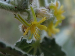 Triumfetta pilosa effusa
