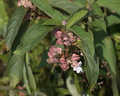Clerodendrum fortunatum