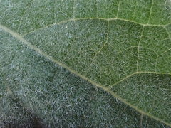 Triumfetta pilosa effusa