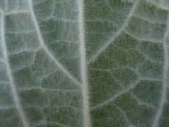 Triumfetta pilosa effusa