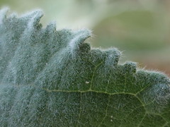 Triumfetta pilosa effusa