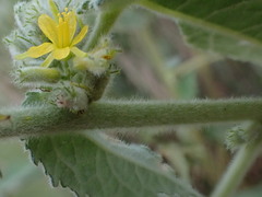 Triumfetta pilosa effusa