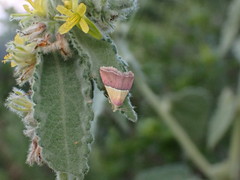 Triumfetta pilosa effusa