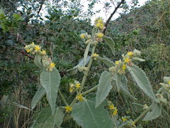 Triumfetta pilosa effusa