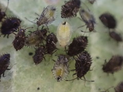 Triumfetta pilosa effusa