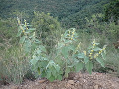 Triumfetta pilosa effusa