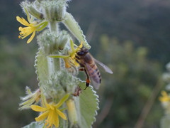 Triumfetta pilosa effusa