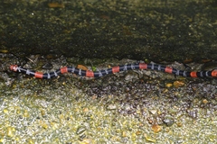Micrurus ancoralis jani