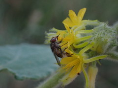 Triumfetta pilosa effusa