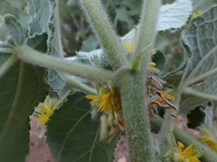 Triumfetta pilosa effusa