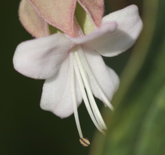 Clerodendrum fortunatum