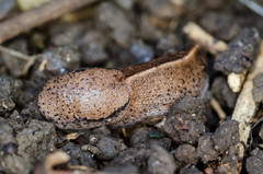 Tandonia rustica