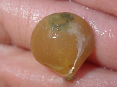 Laqueus californicus